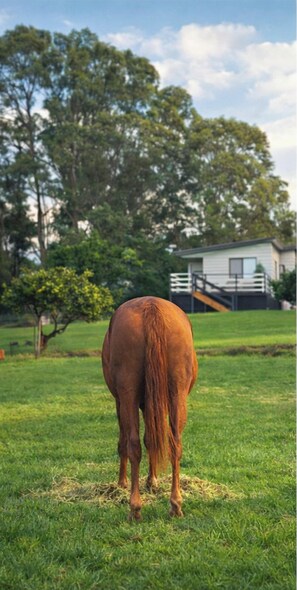 Property grounds - Happy Hooves on Burns farm stay, meet & interact with our Animals (Thirlmere)