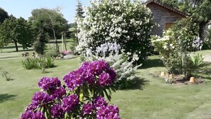 A garden with purple flowers in the foreground, a white flowering tree, and a wooden building in the background.
