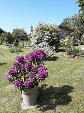 Un jardin agrémenté d’un arrangement de fleurs violettes en pot, d’un arbuste à fleurs blanches et, au fond, d’un bâtiment en bois.