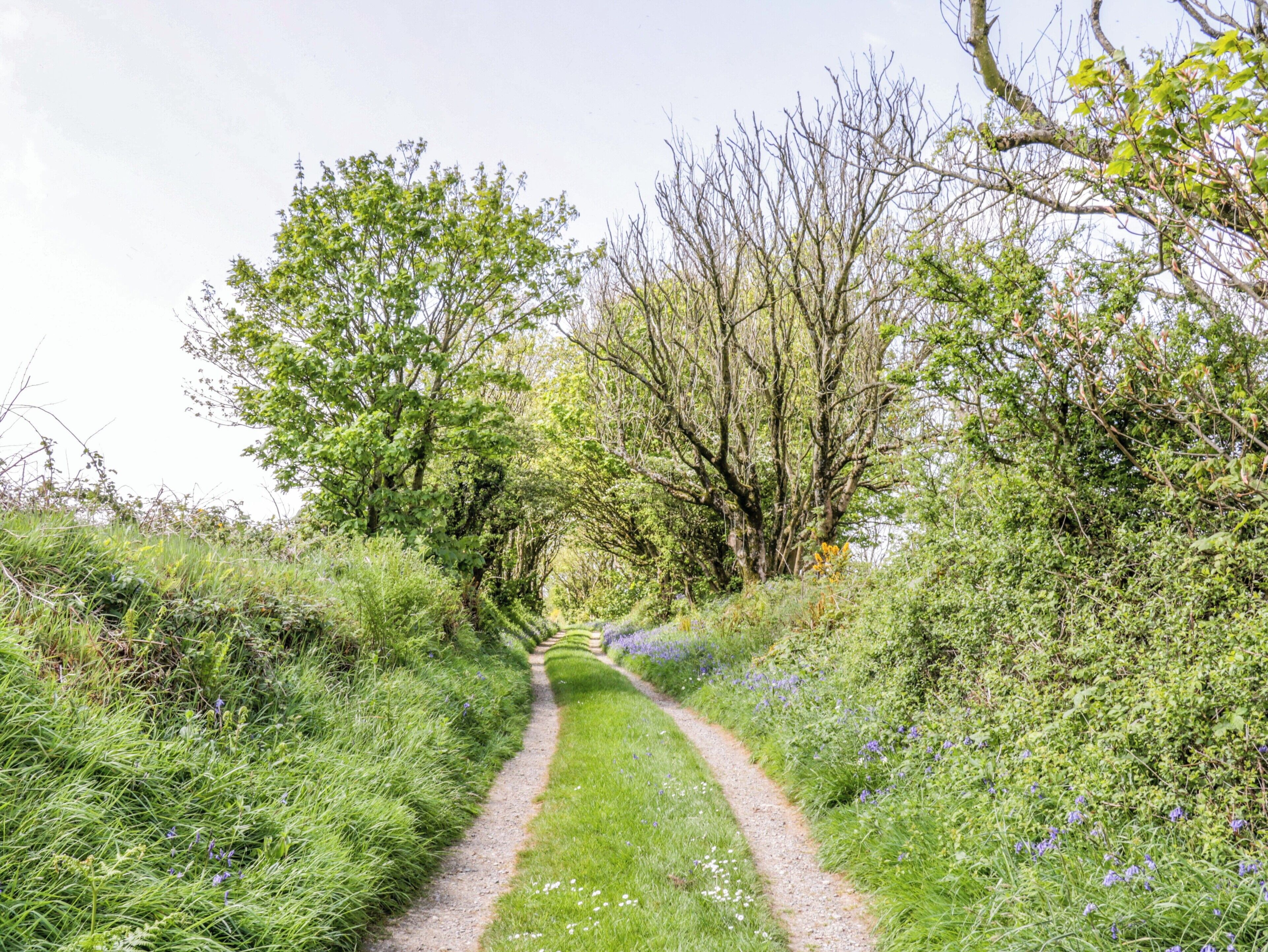 Un étroit sentier de gravier bordé d’une végétation luxuriante et d’arbres.