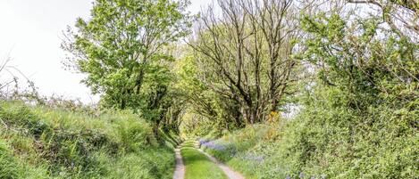 Un étroit sentier de gravier bordé d’une végétation luxuriante et d’arbres.