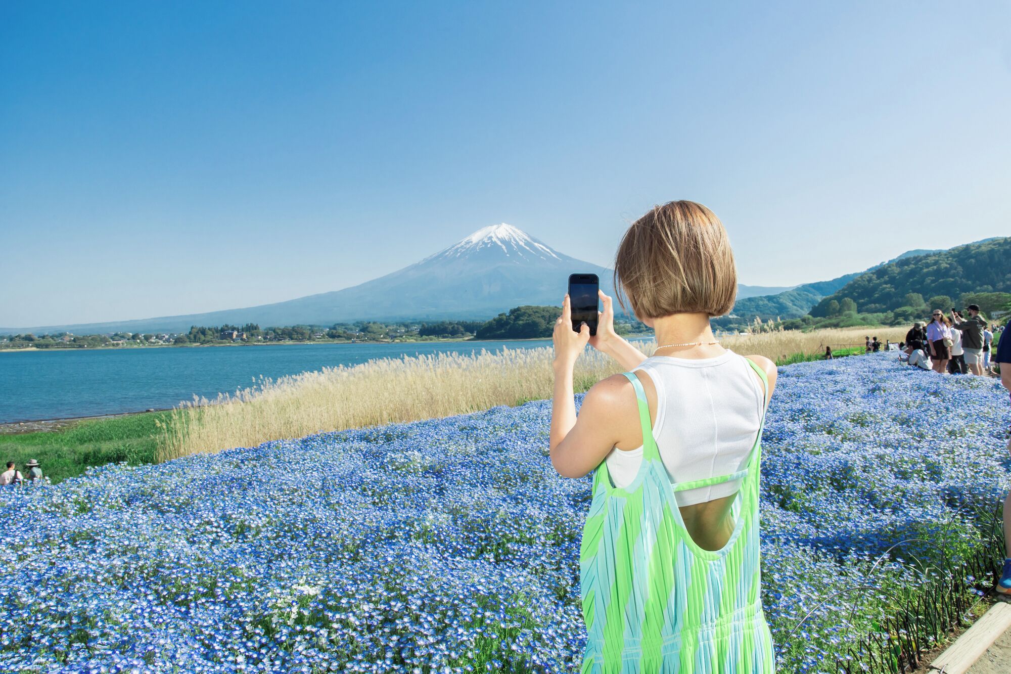 Una persona fotografiando con un teléfono inteligente, con vistas a un campo de flores azules y un lago con una montaña al fondo.