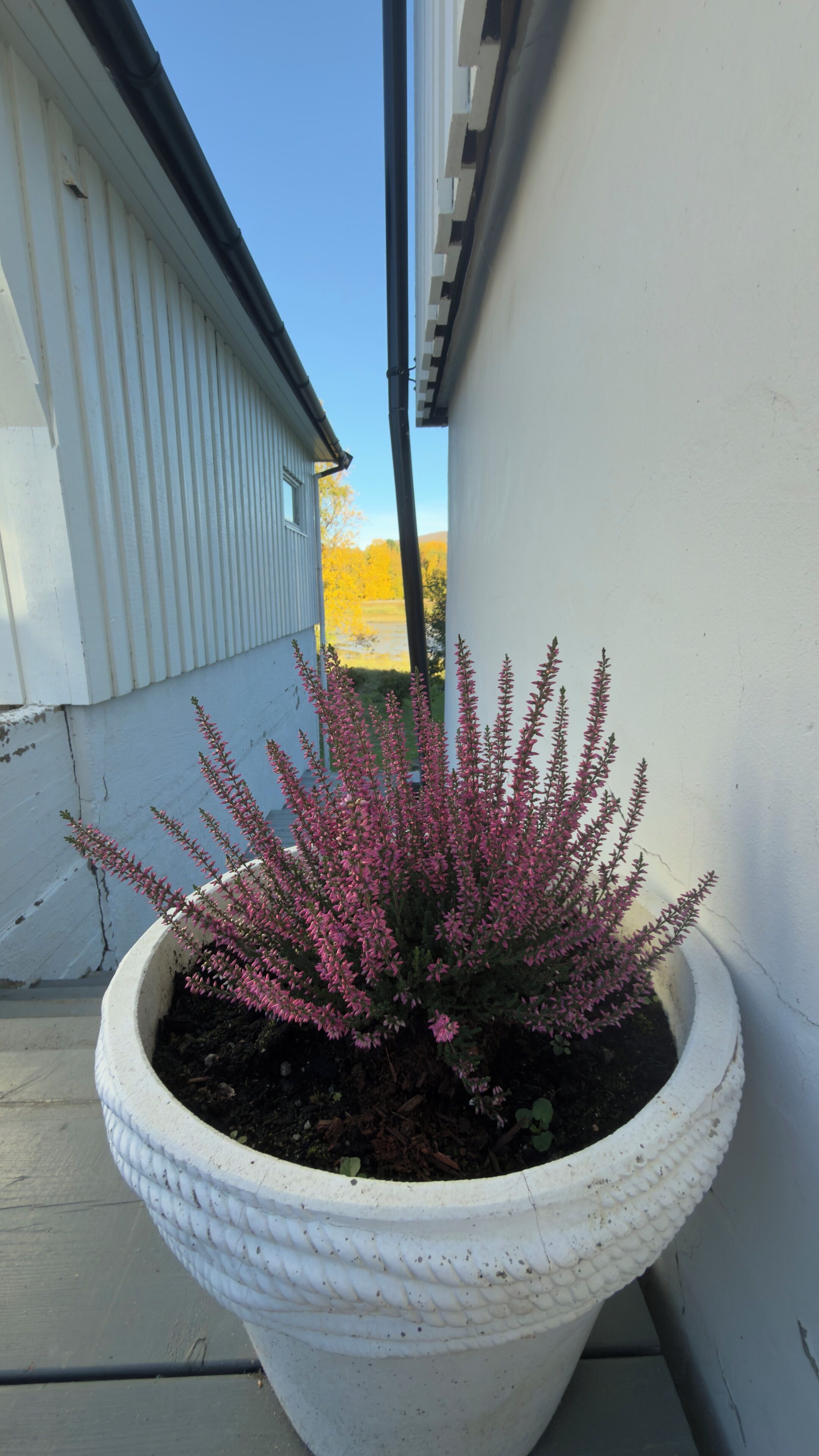 Suuri valkoinen kukkaruukku, jossa on vaaleanpunaisia kukkivia kasveja, valkoista rakennuksen julkisivua vasten.