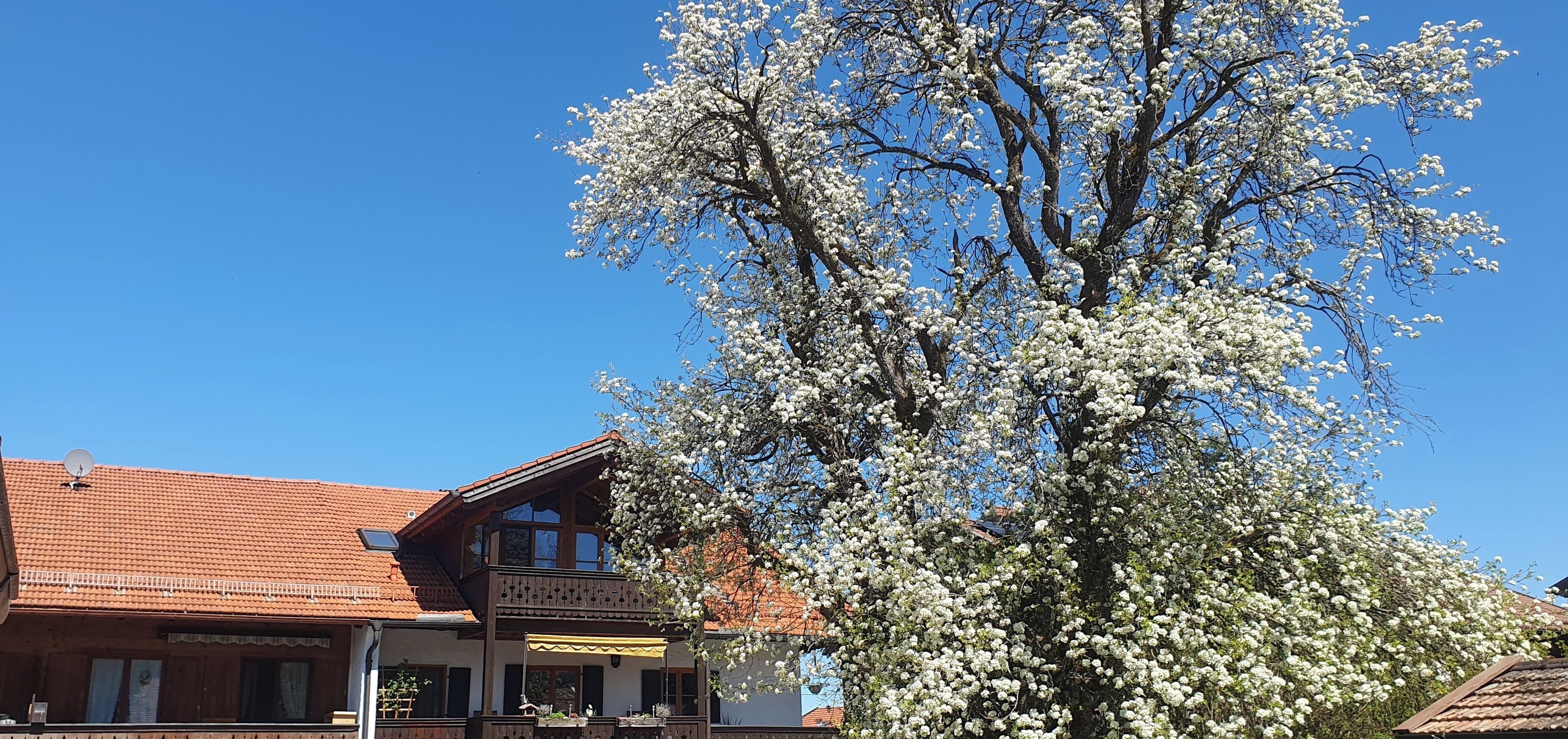 Eksteriør