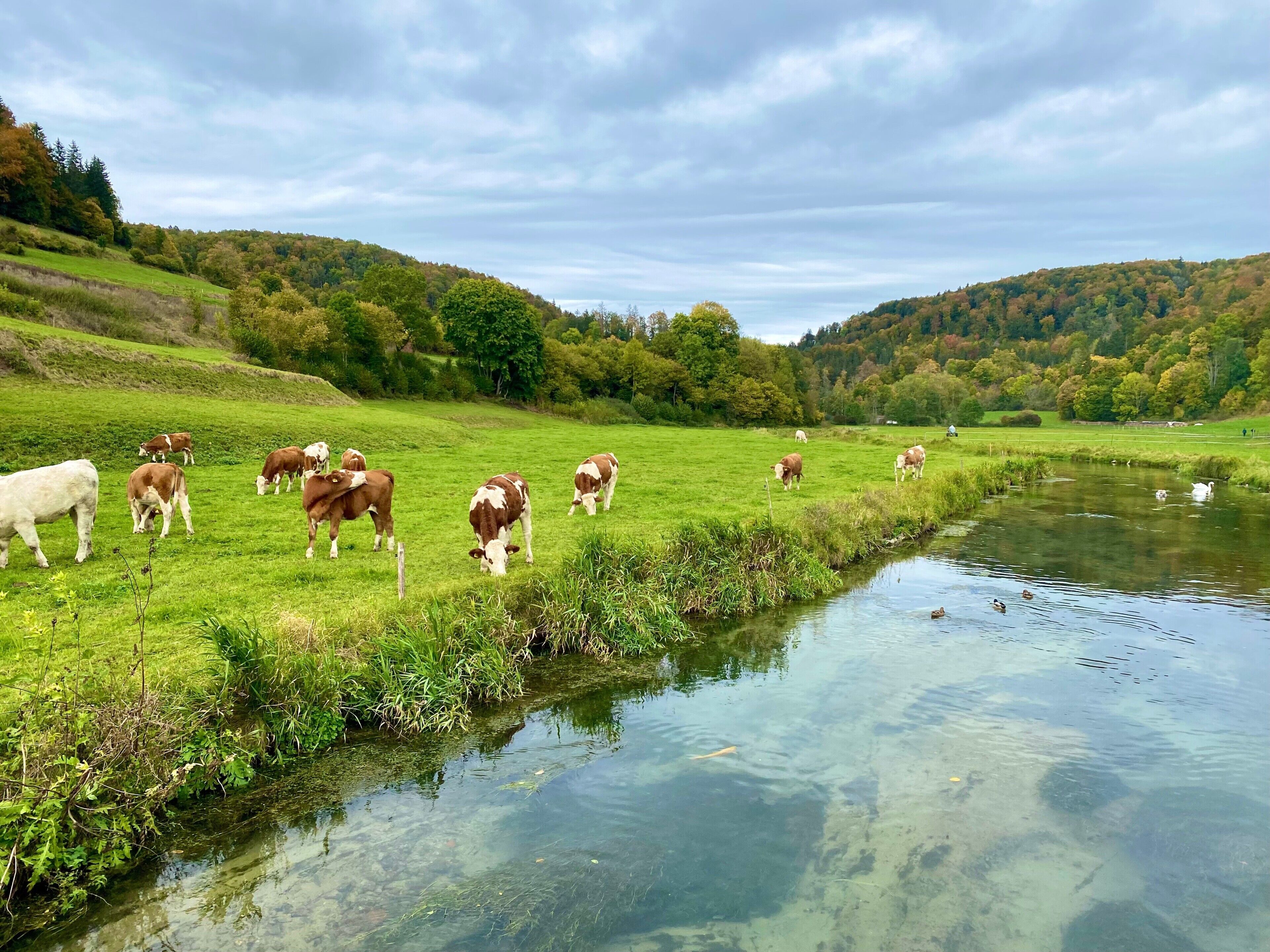 A serene landscape with a clear stream, green fields, and a herd of cows grazing.