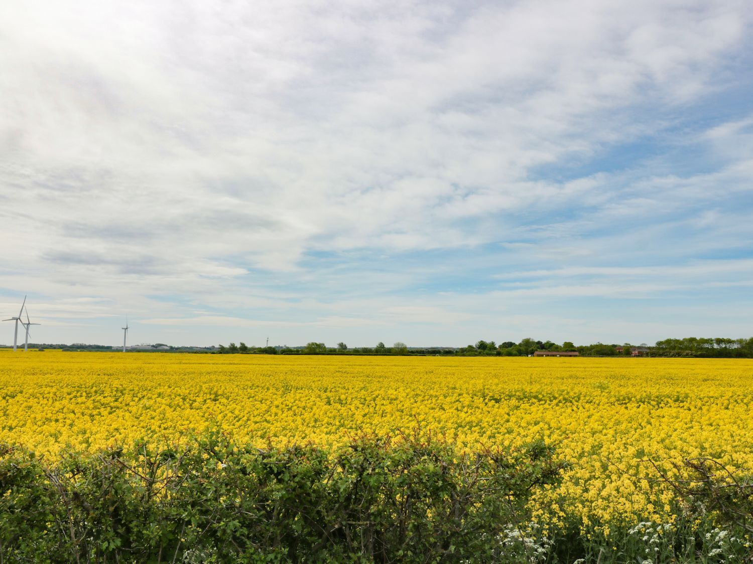 A vast field of yellow flowers under a partly cloudy sky, with wind turbines in the distance.