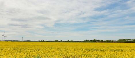 A vast field of yellow flowers under a partly cloudy sky, with wind turbines in the distance.