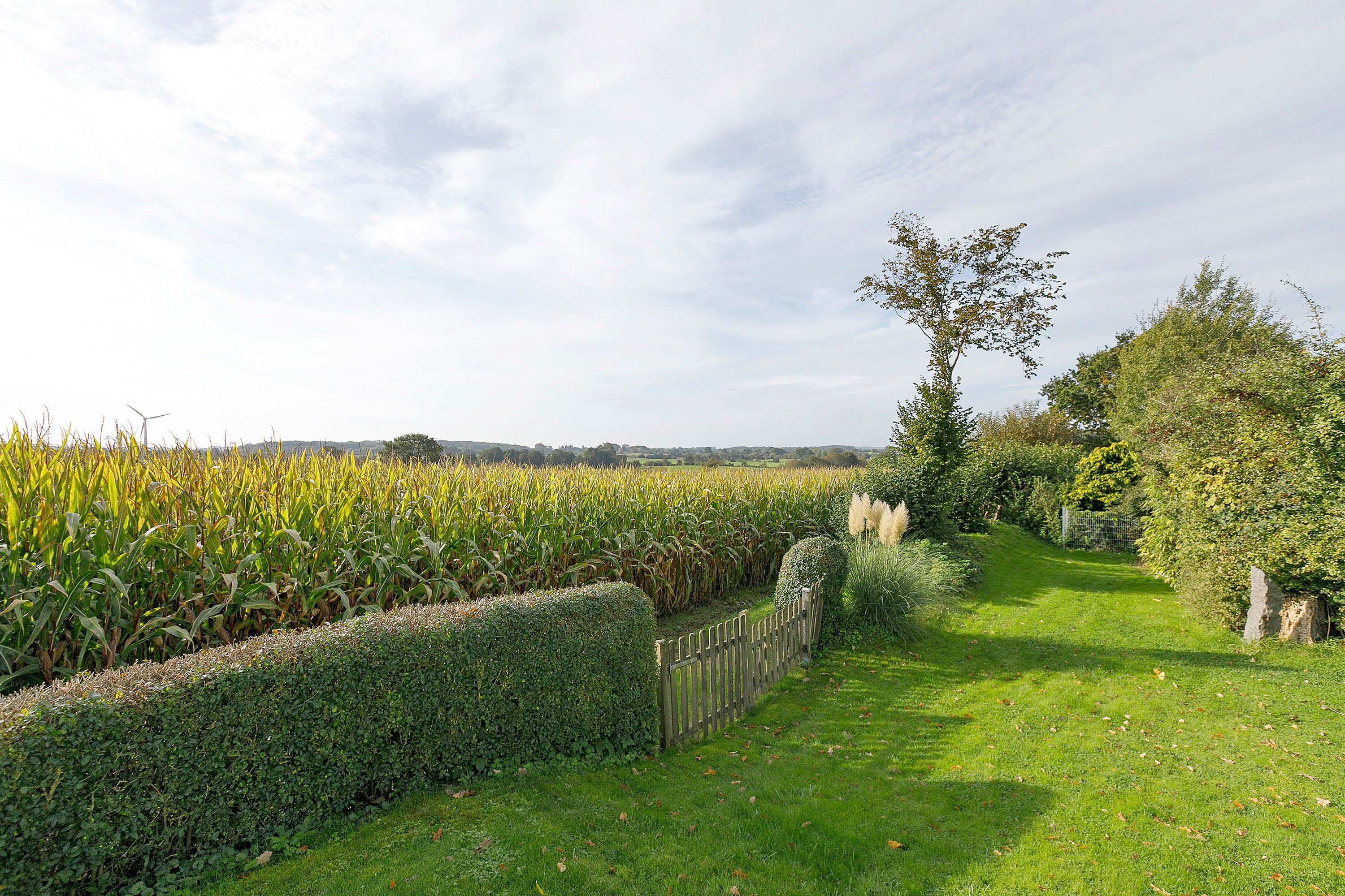 Ländliche Landschaft mit einem Pfad, der durch ein Feld mit Feldfrüchten führt, begrenzt von einer Hecke und Bäumen.
