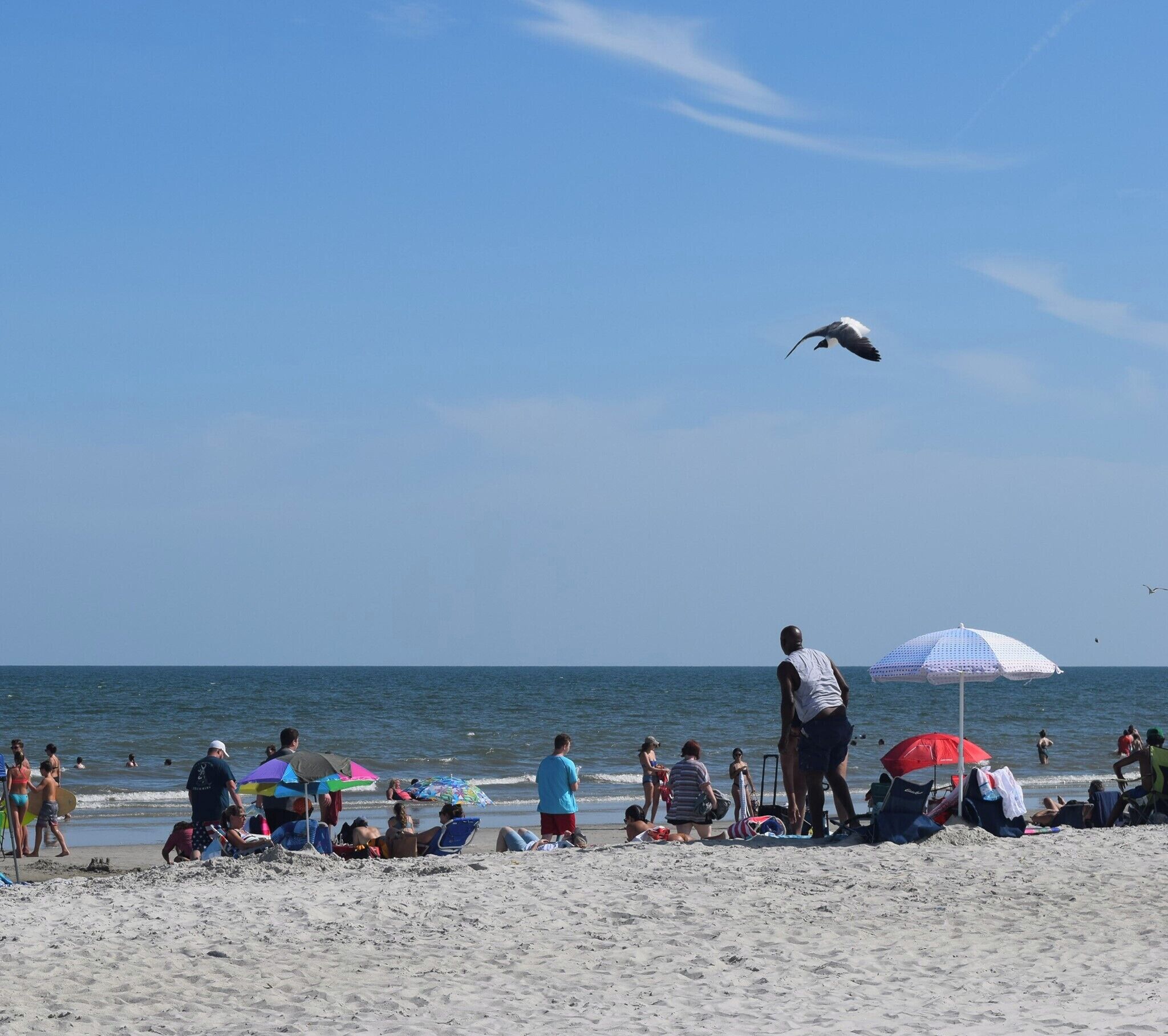 A beach with people, umbrellas, and a seagull flying.