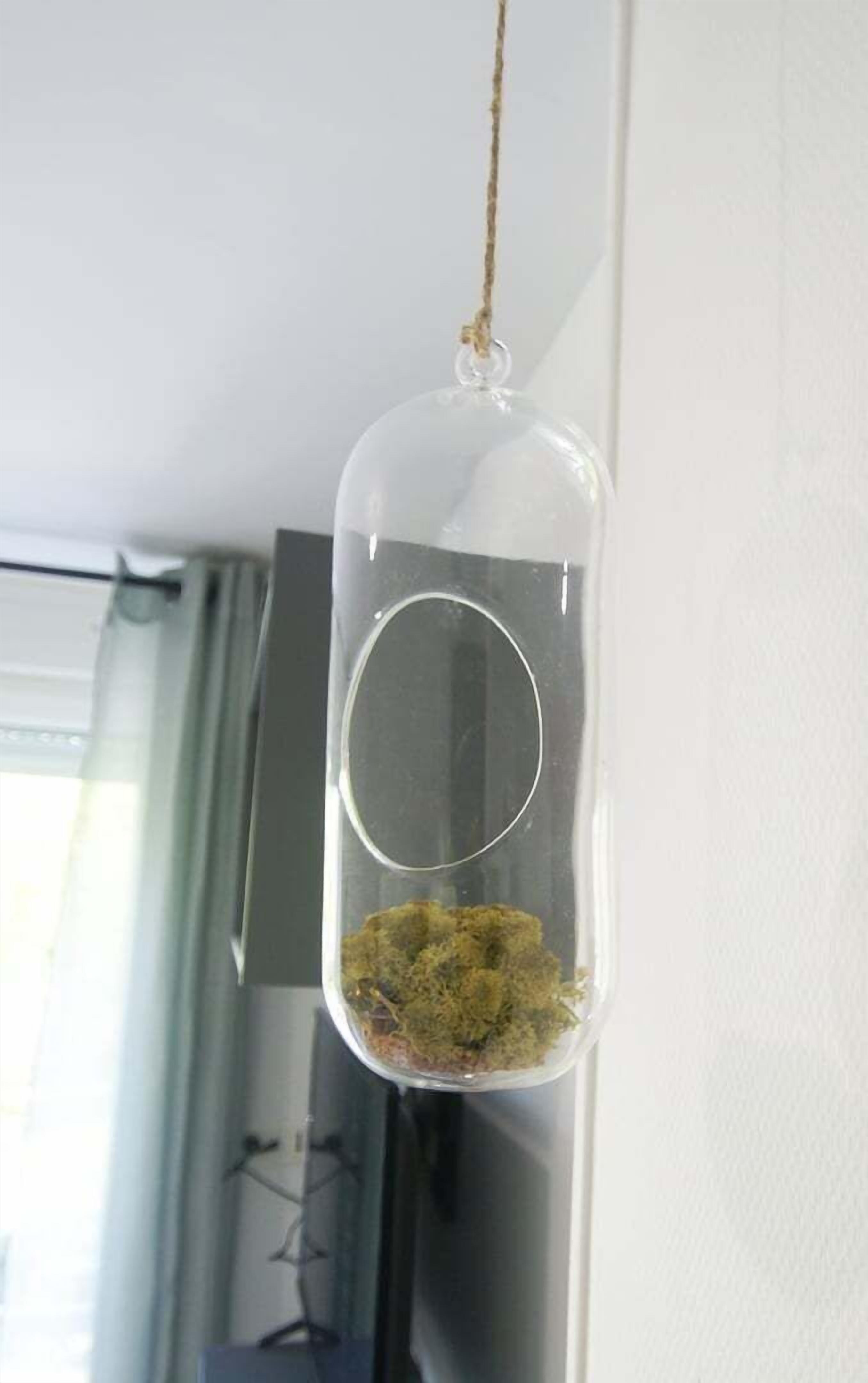 Un terrarium suspendu contenant de la mousse à l’intérieur d’un récipient en verre transparent.