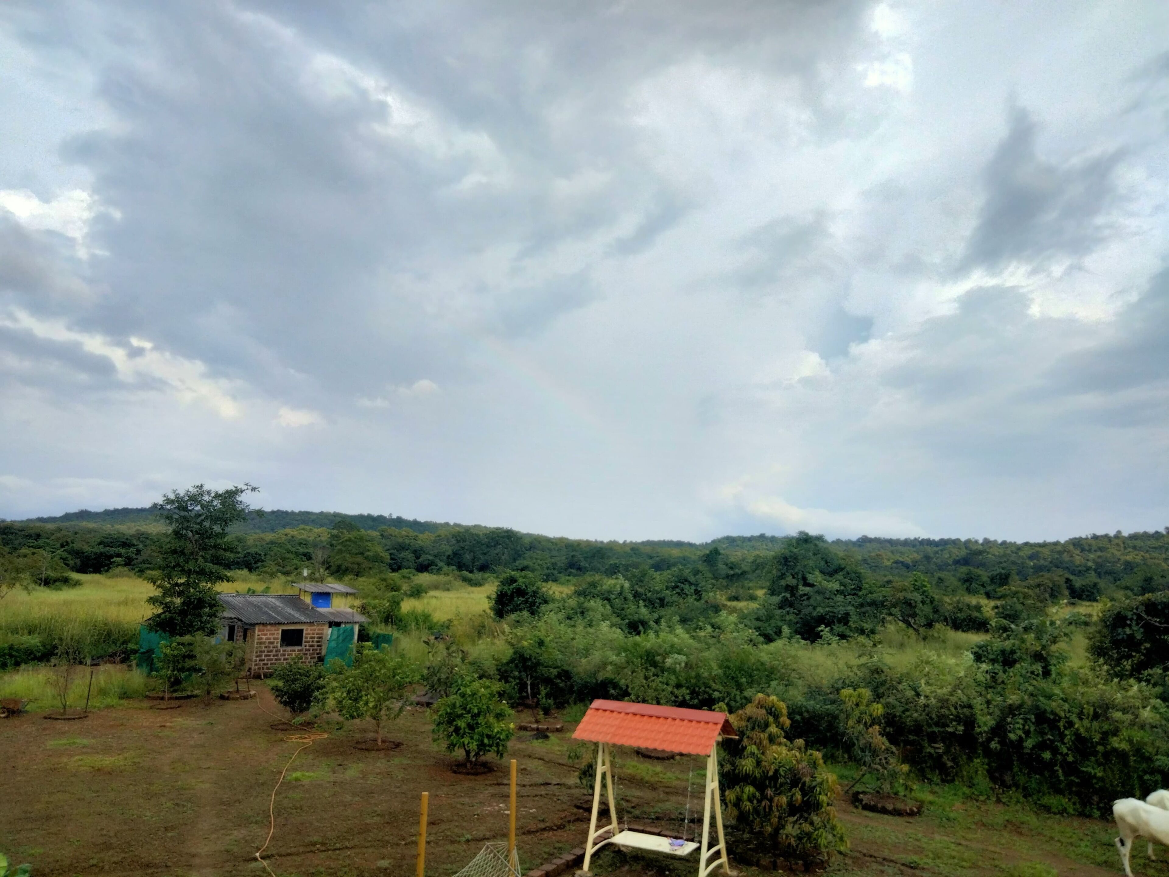 A rural landscape with a house, a swing, and a cow in the distance.