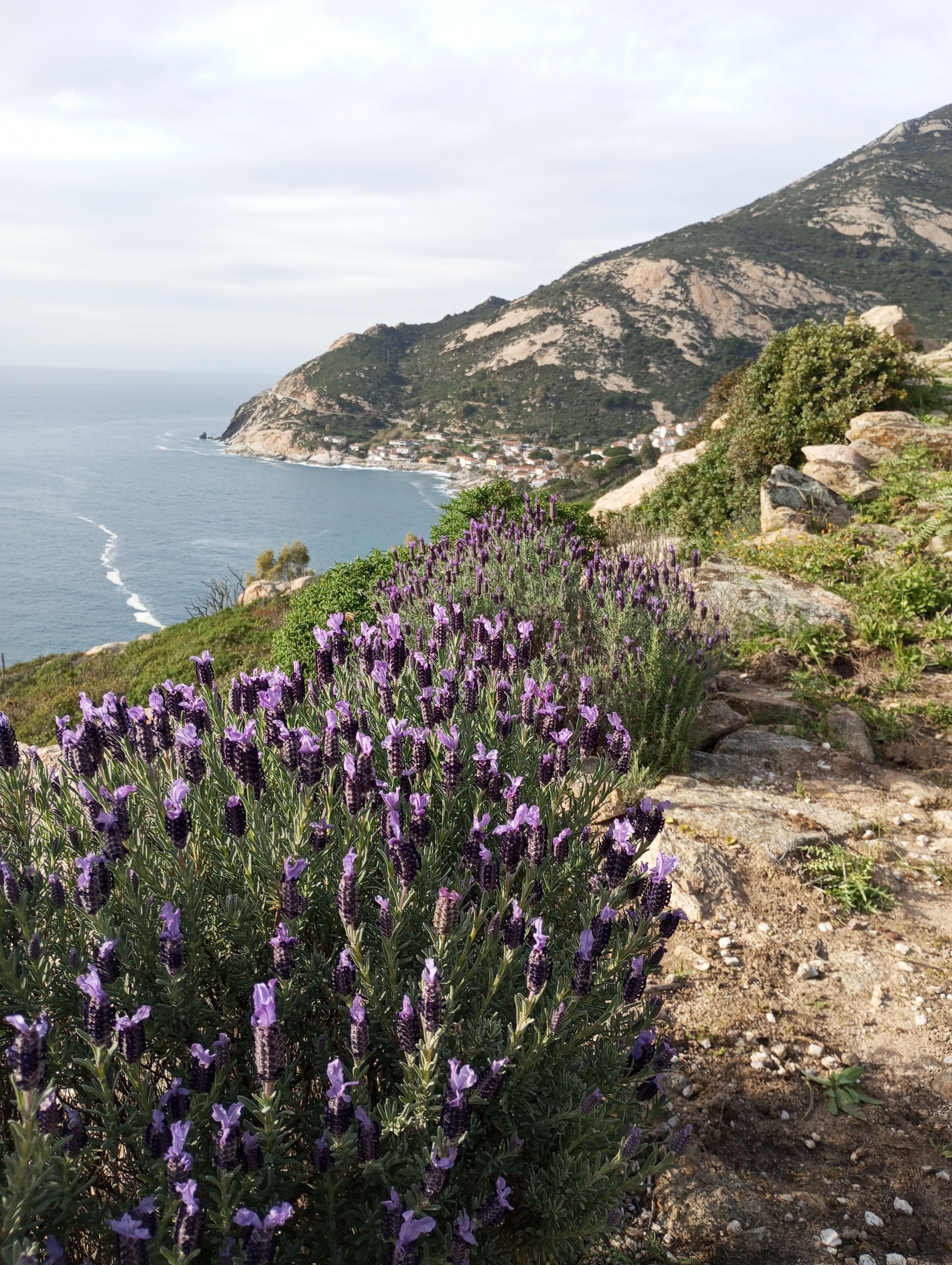 Un paysage côtier avec des champs de lavande, un terrain rocheux et une vue lointaine sur la mer et une ville.