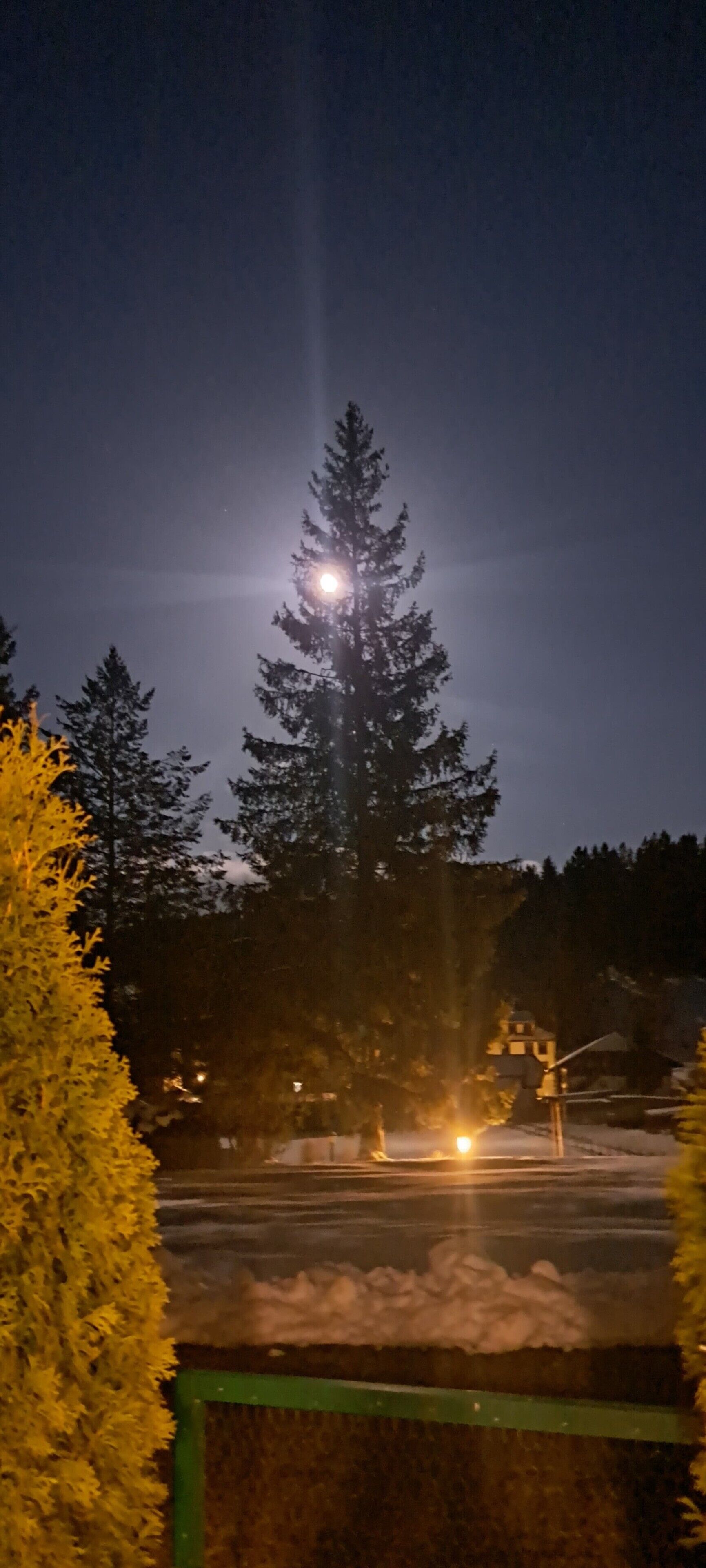 Vista nocturna de una calle con un alto árbol de hoja perenne en primer plano y una farola al fondo.