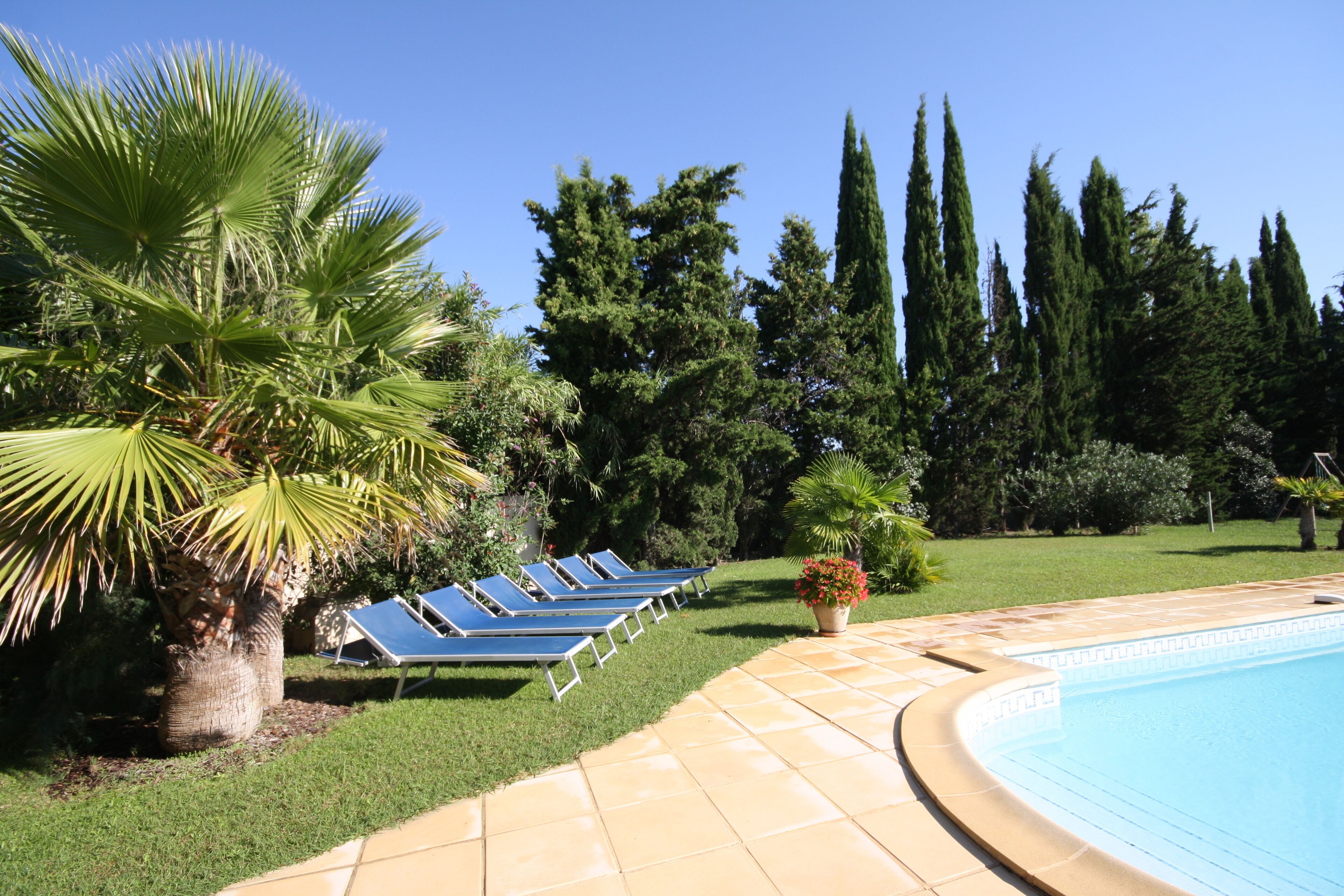 A swimming pool with sun loungers, palm trees, and tall evergreen trees in the background.