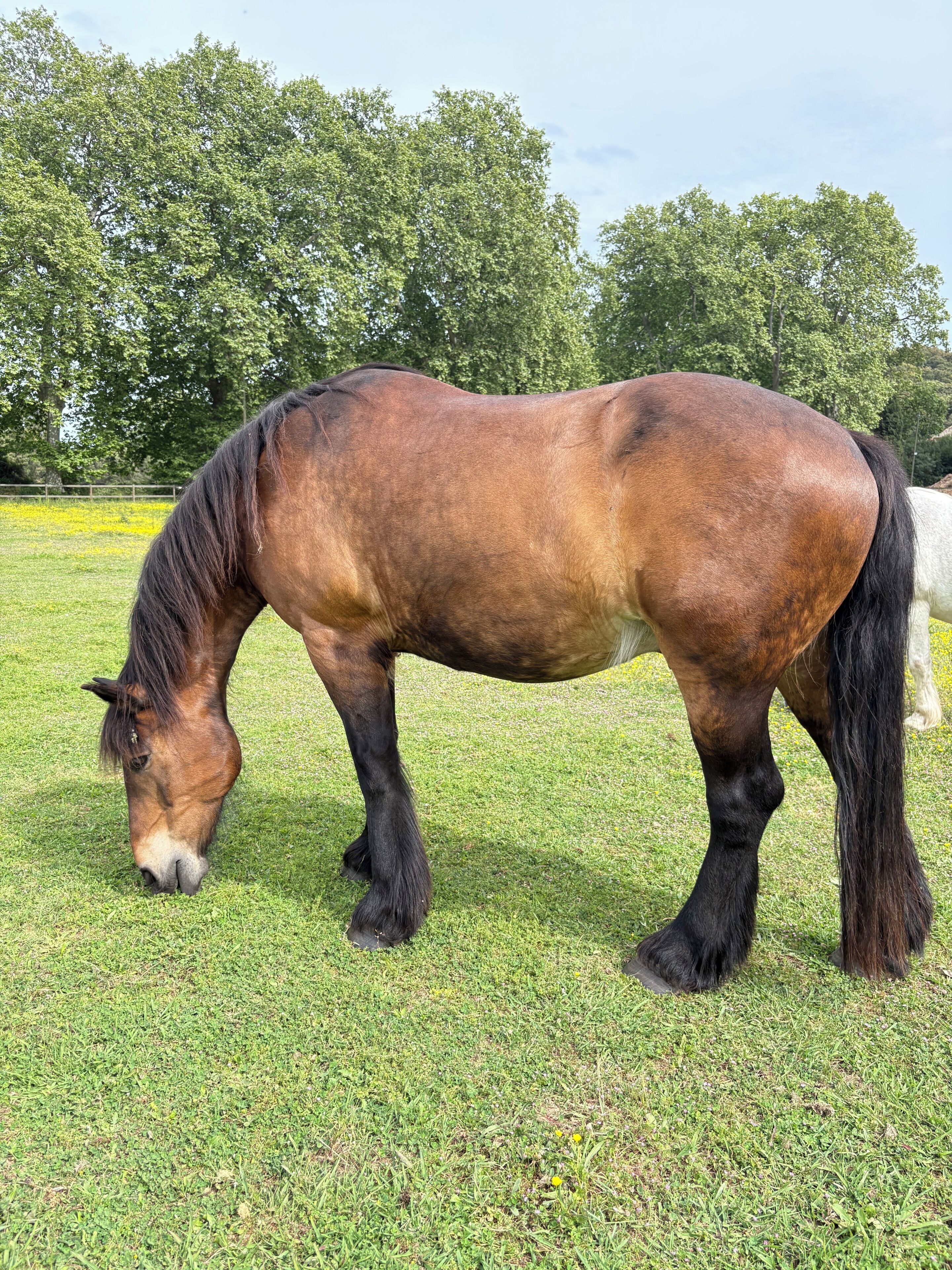 Un caballo pastando en un campo cubierto de hierba, con árboles al fondo.
