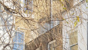 Une rue étroite bordée d’un bâtiment en briques, aux murs blancs et à la porte rouge. On peut y voir des plantes en pot et un arbre.