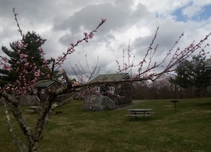 Property grounds - Pet Friendly Camping Cabin on the Blue Ridge Parkway (Fancy Gap)