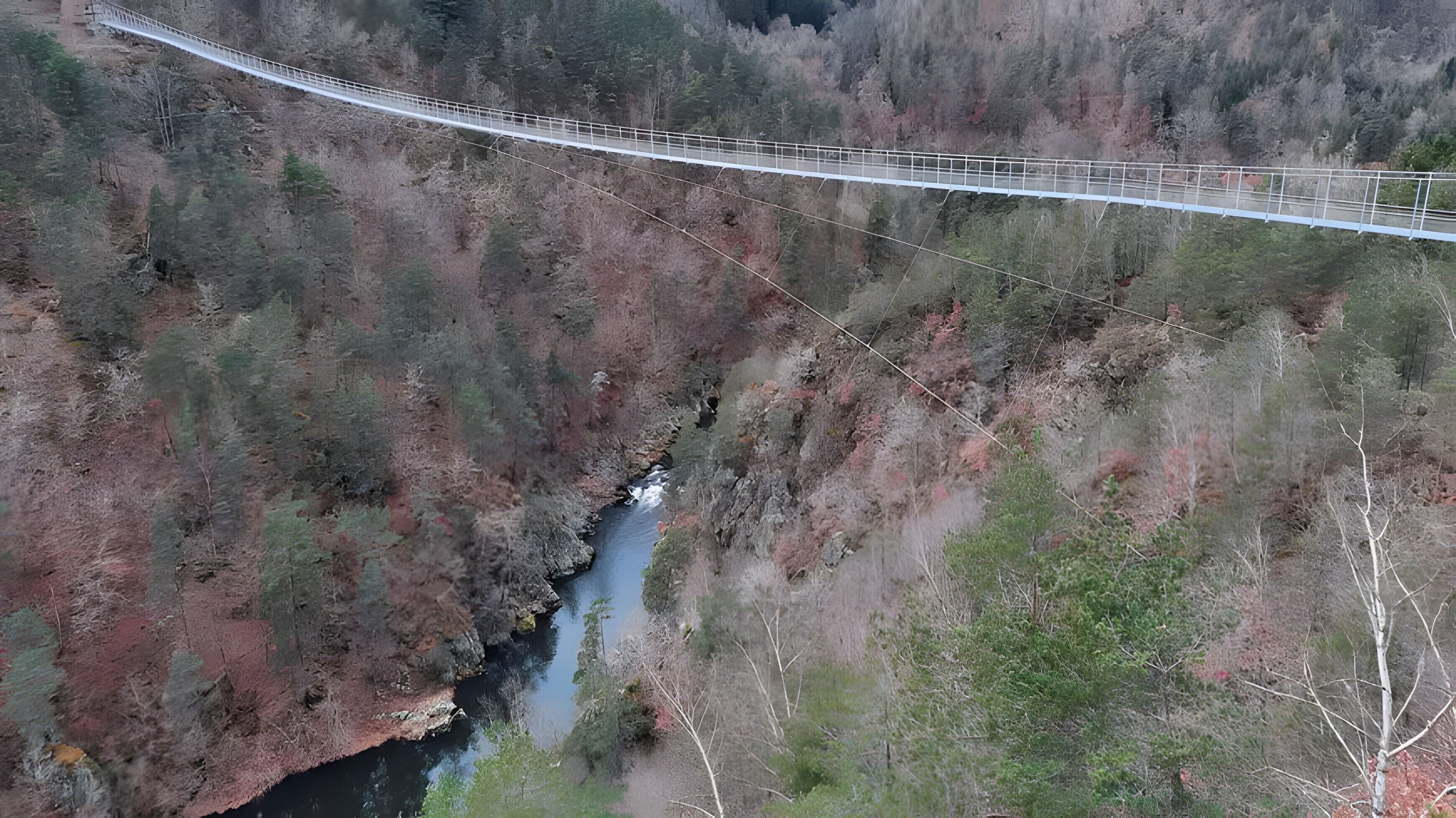 A suspension bridge over a river with surrounding forest.