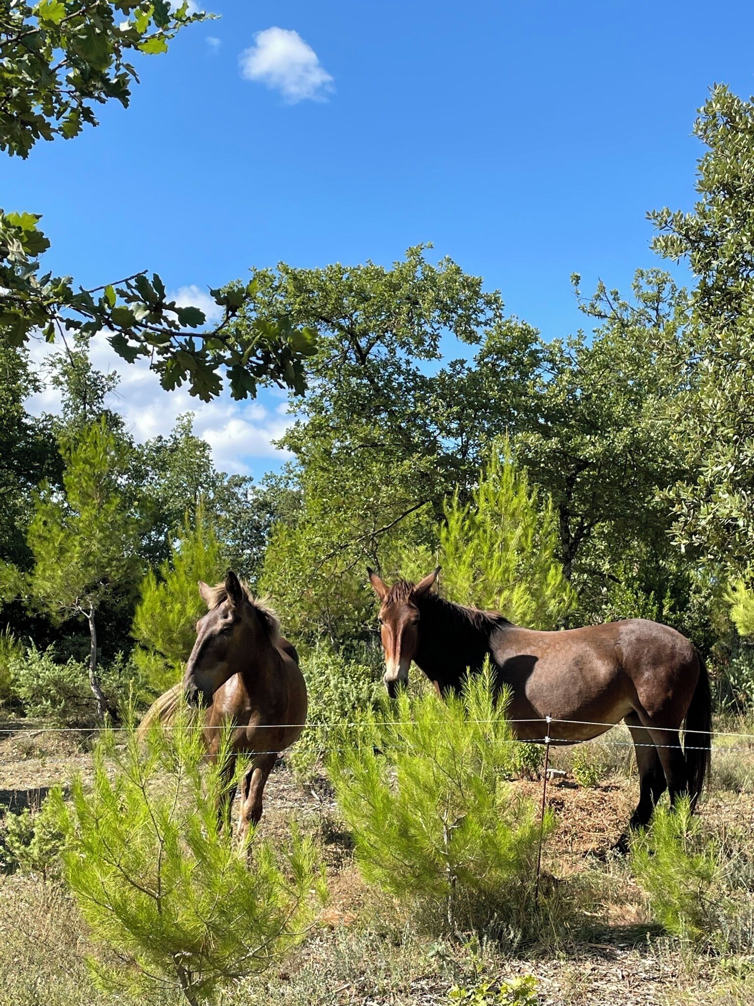 Two horses in a fenced pasture with trees and shrubs.