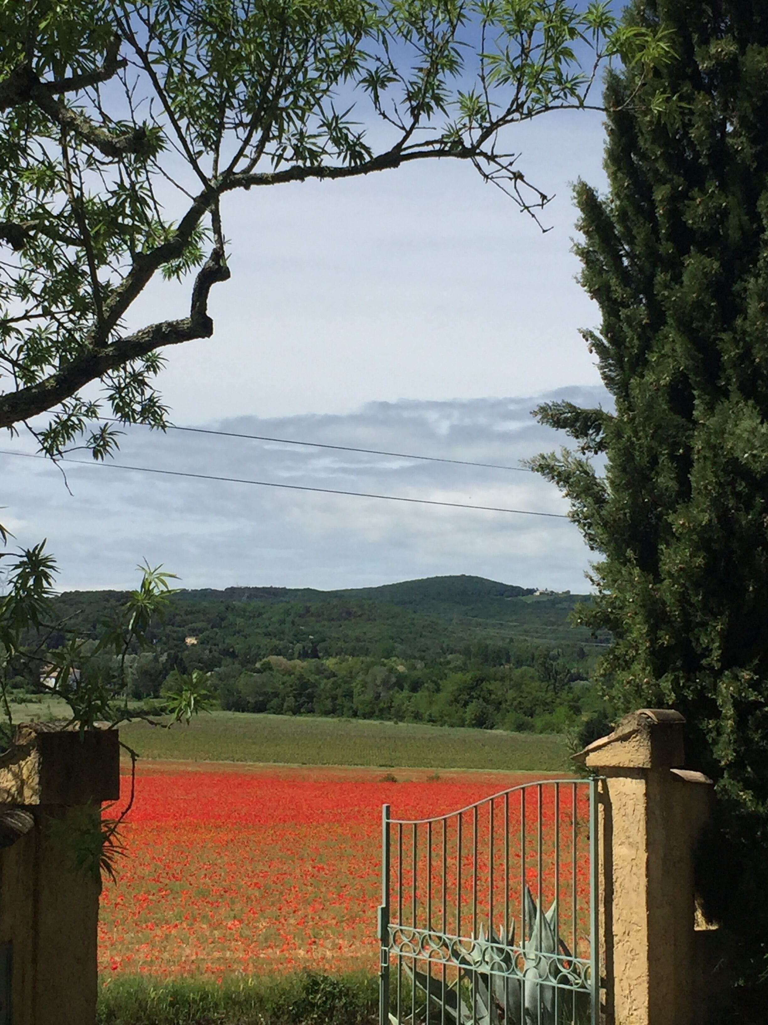 A rural landscape with a field of red flowers, a gate, and a hill in the background.