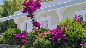 A building with white shutters, surrounded by lush greenery and vibrant bougainvillea flowers.