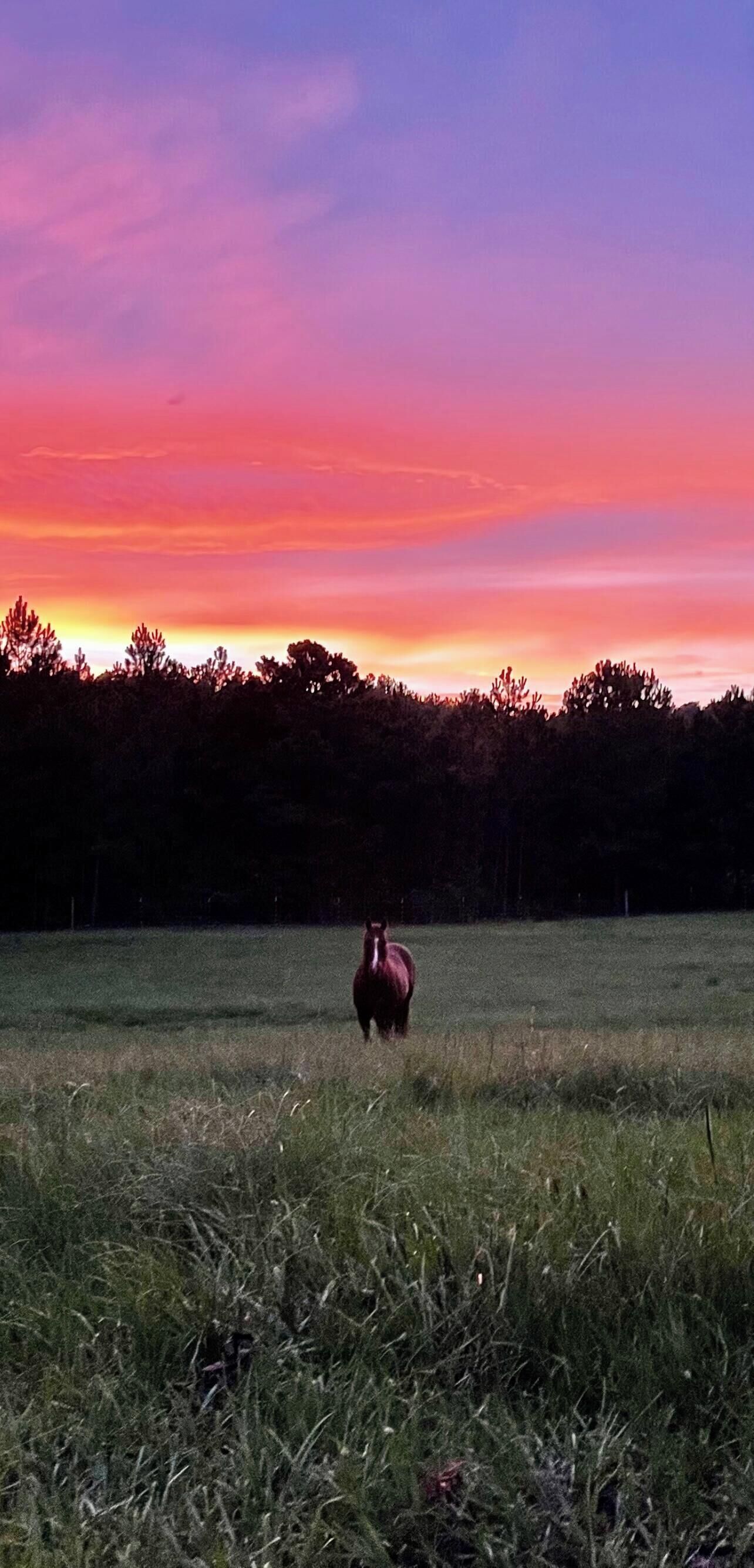 A horse in a field with a sunset sky.
