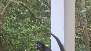 A monkey sitting on a metal railing with dense foliage in the background. - Eco Resort with 1-bedroom hotel suite in charming Playa del Carmen with AC (Playa del Carmen)