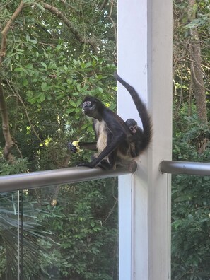 Ein Affe sitzt auf einem Metallgeländer, im Hintergrund üppiges Grün.