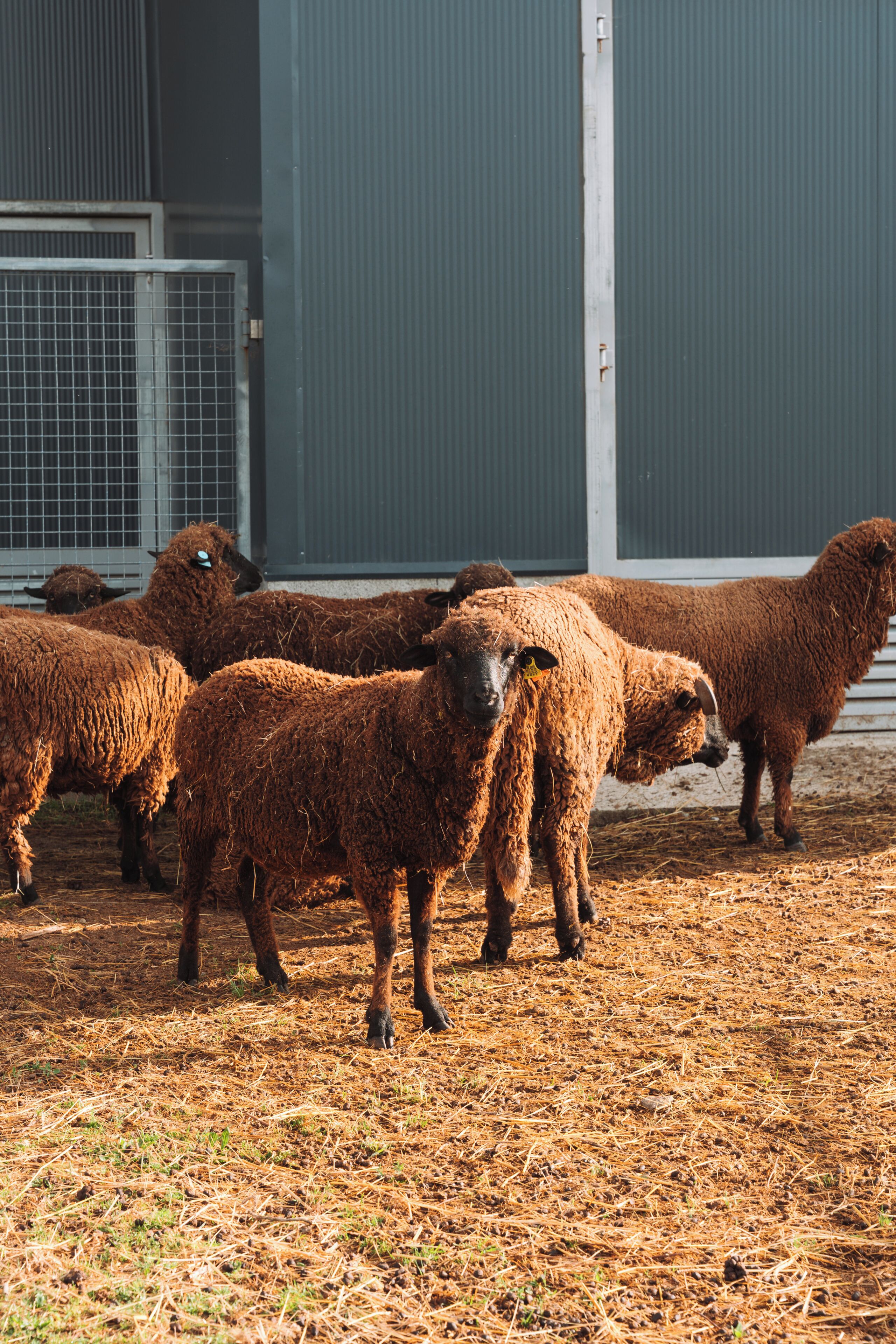 A group of sheep in a pen with a metal gate and a building in the background.