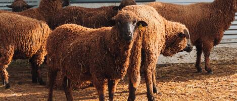 A group of sheep in a pen with a metal gate and a building in the background.