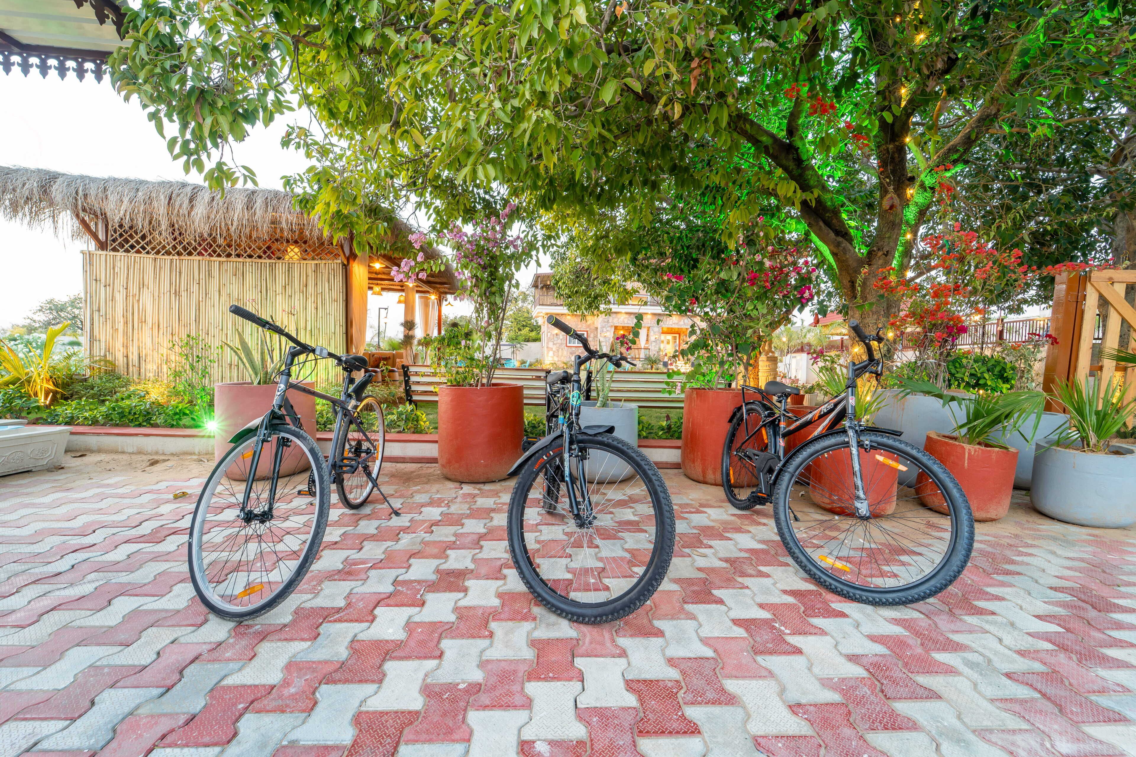 Bicicletas estacionadas sobre un pavimento con diseño, rodeadas de macetas con plantas y una valla de madera.