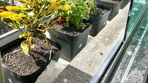 Una fila di piante in vaso su un balcone con vista sulla città.