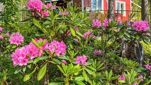 A red cabin with a white window, surrounded by lush green foliage and pink flowers. - Vacation home Metsis by Interhome (Nurmes)
