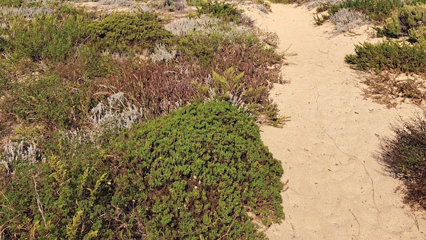 Un sentiero sabbioso che conduce verso l'oceano, con vegetazione costiera.