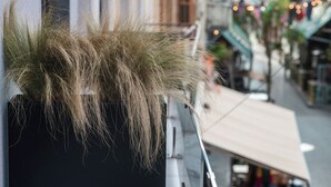 Una finestra con una pianta in vaso, vista sulla strada con edifici e un marciapiede.