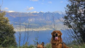 Zwei Hunde auf einer grasbewachsenen Hügel mit einem See und Bergen im Hintergrund.