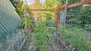 A garden with a wire fence, wooden trellis, and various plants. - Pet friendly off grid chalet tucked away on a mountainside . (Sandpoint)