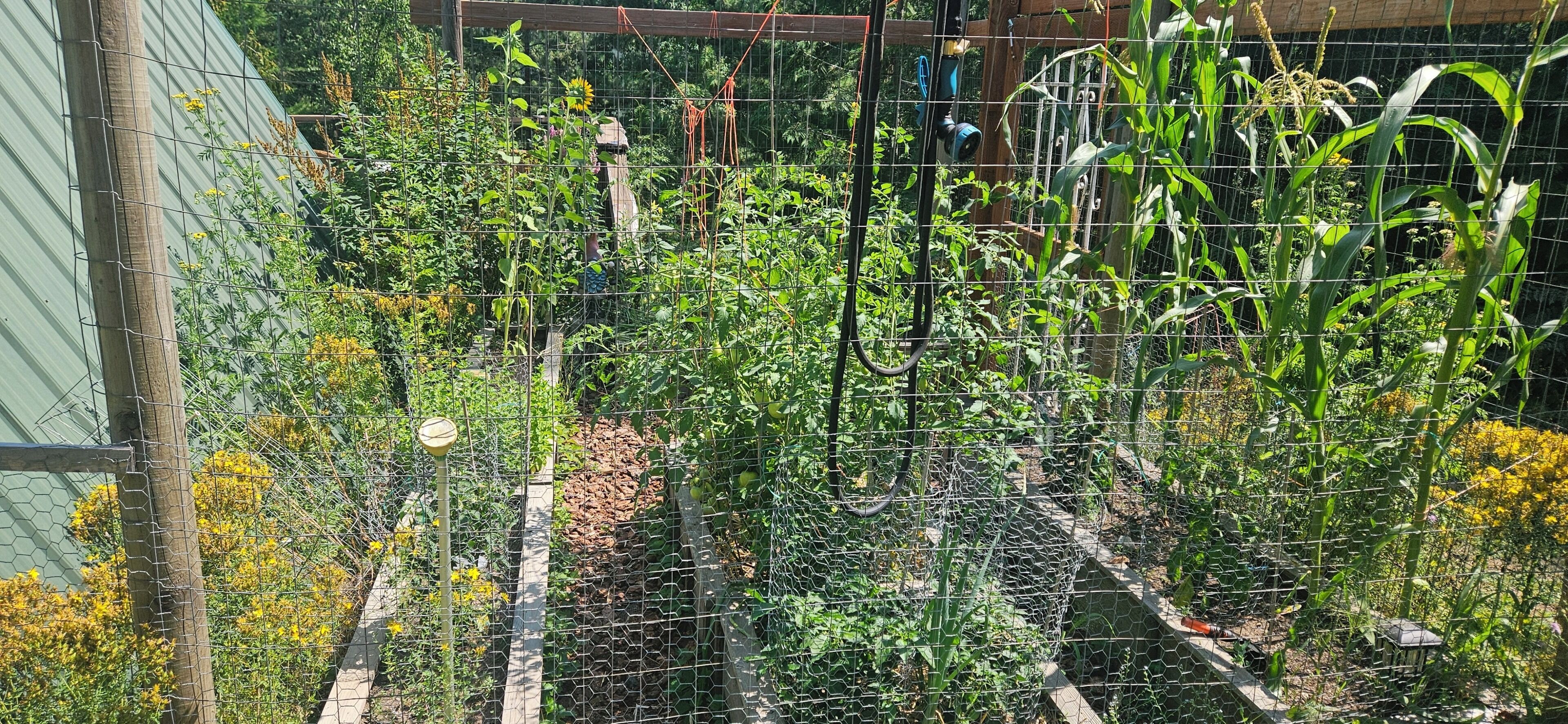 Ein Garten mit verschiedenen Pflanzen und einem Drahtzaun.