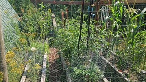 A garden with various plants and a wire fence.