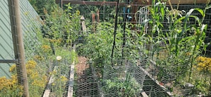 A garden with various plants and a wire fence.