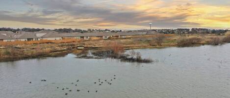 Un quartier résidentiel bordé de maisons, avec un petit pont et un plan d’eau où nagent des canards.