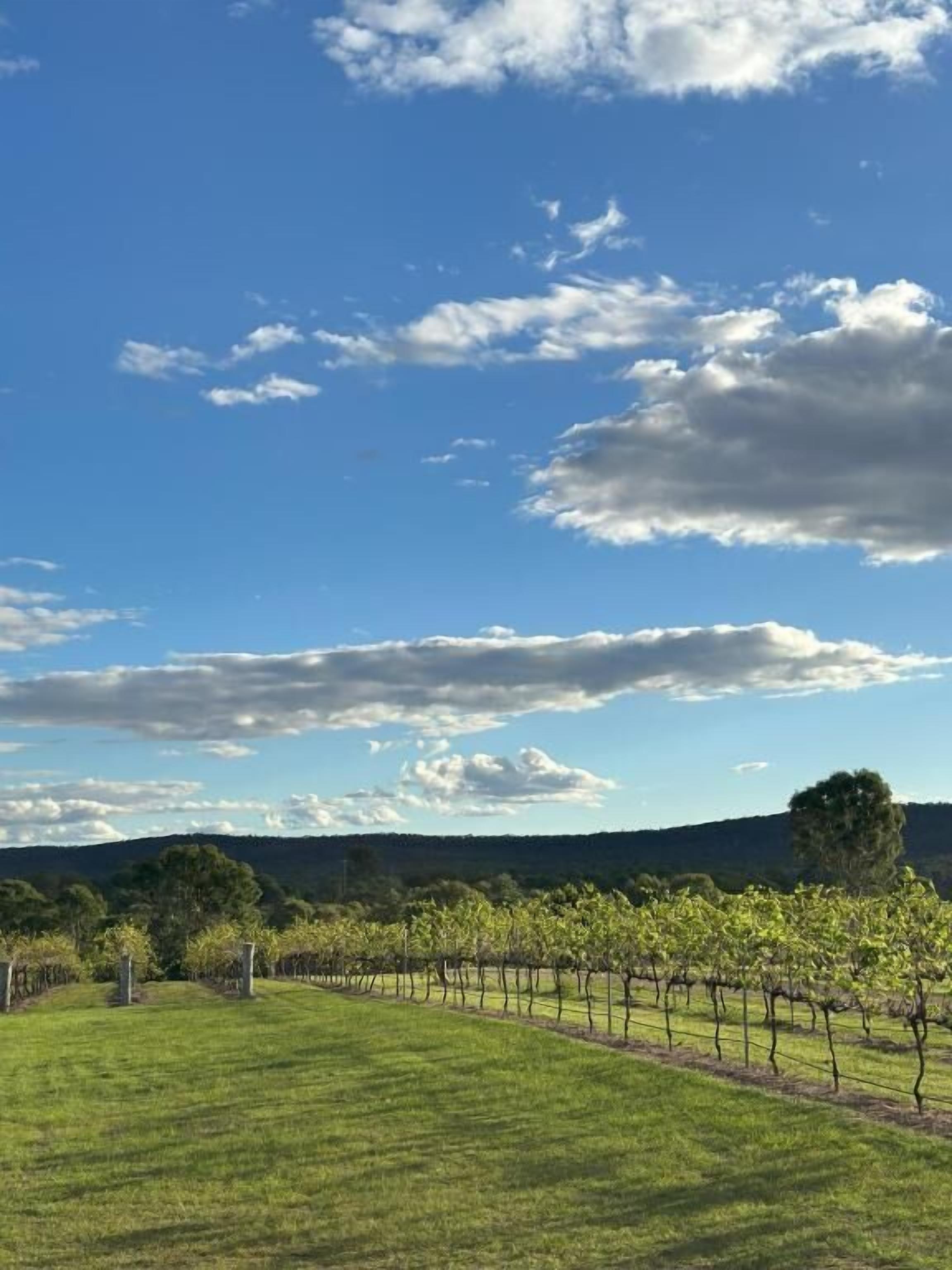 Un vignoble où s’étendent des rangées de vignes sous un ciel dégagé.