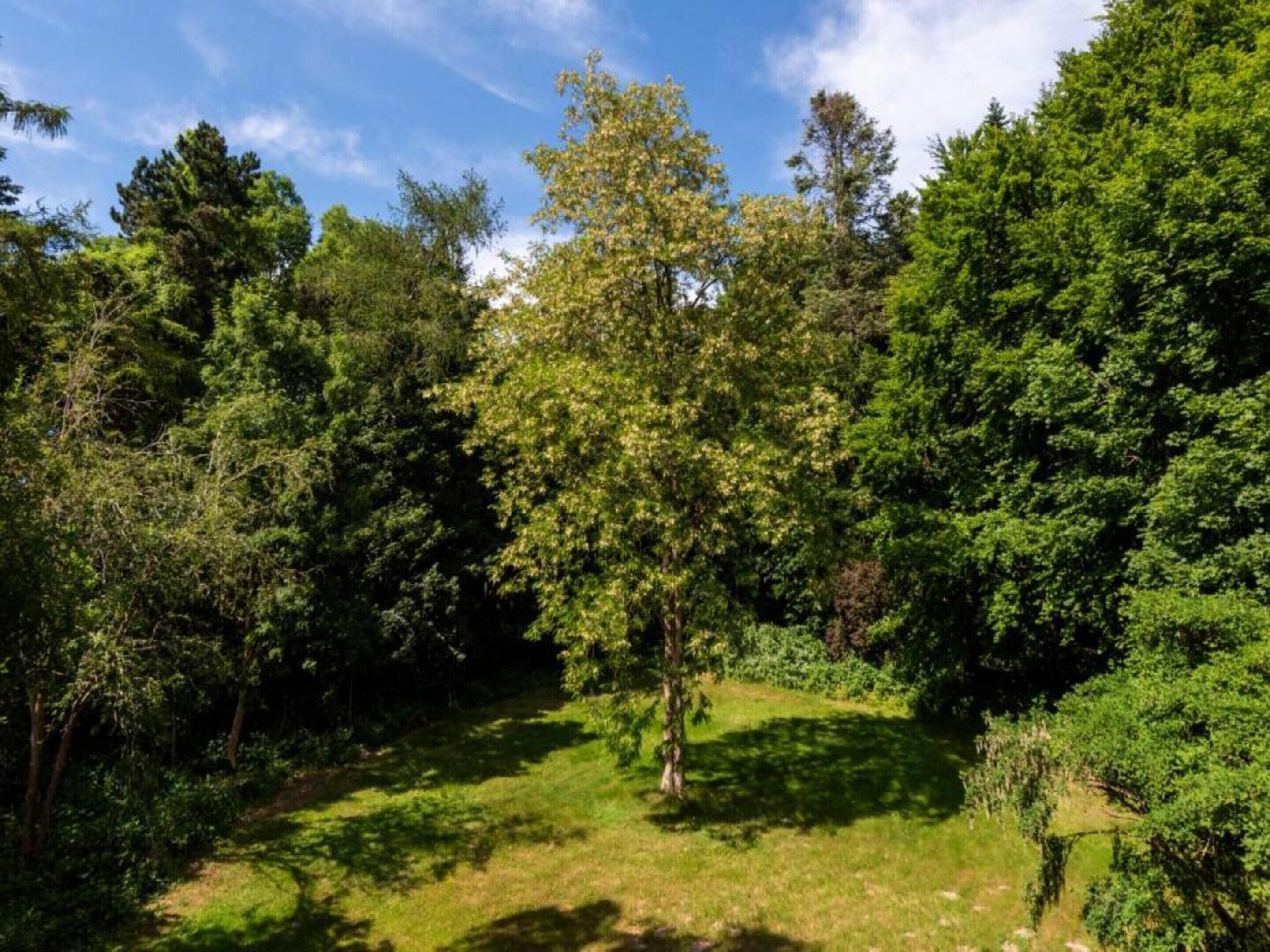 Een weelderig groen bos met verschillende bomen en een heldere lucht.