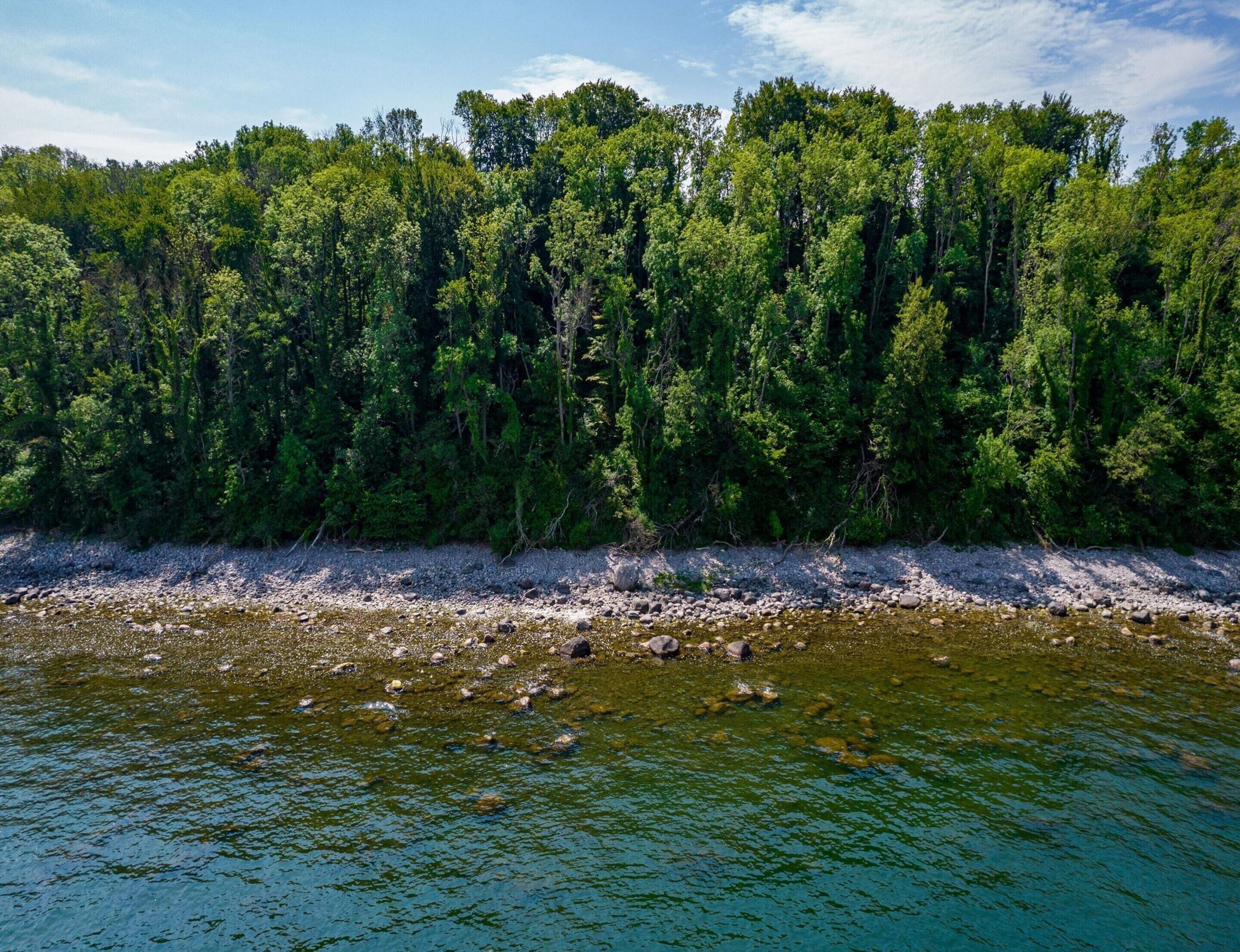 A river with a rocky shore and dense forest in the background.