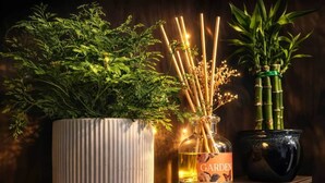 A shelf with three potted plants and a glass bottle labeled "GARDEN". - Off Grid Tiny Home Fern View: Escape the City, Unwind & Reconnect with Nature (North Dandalup)
