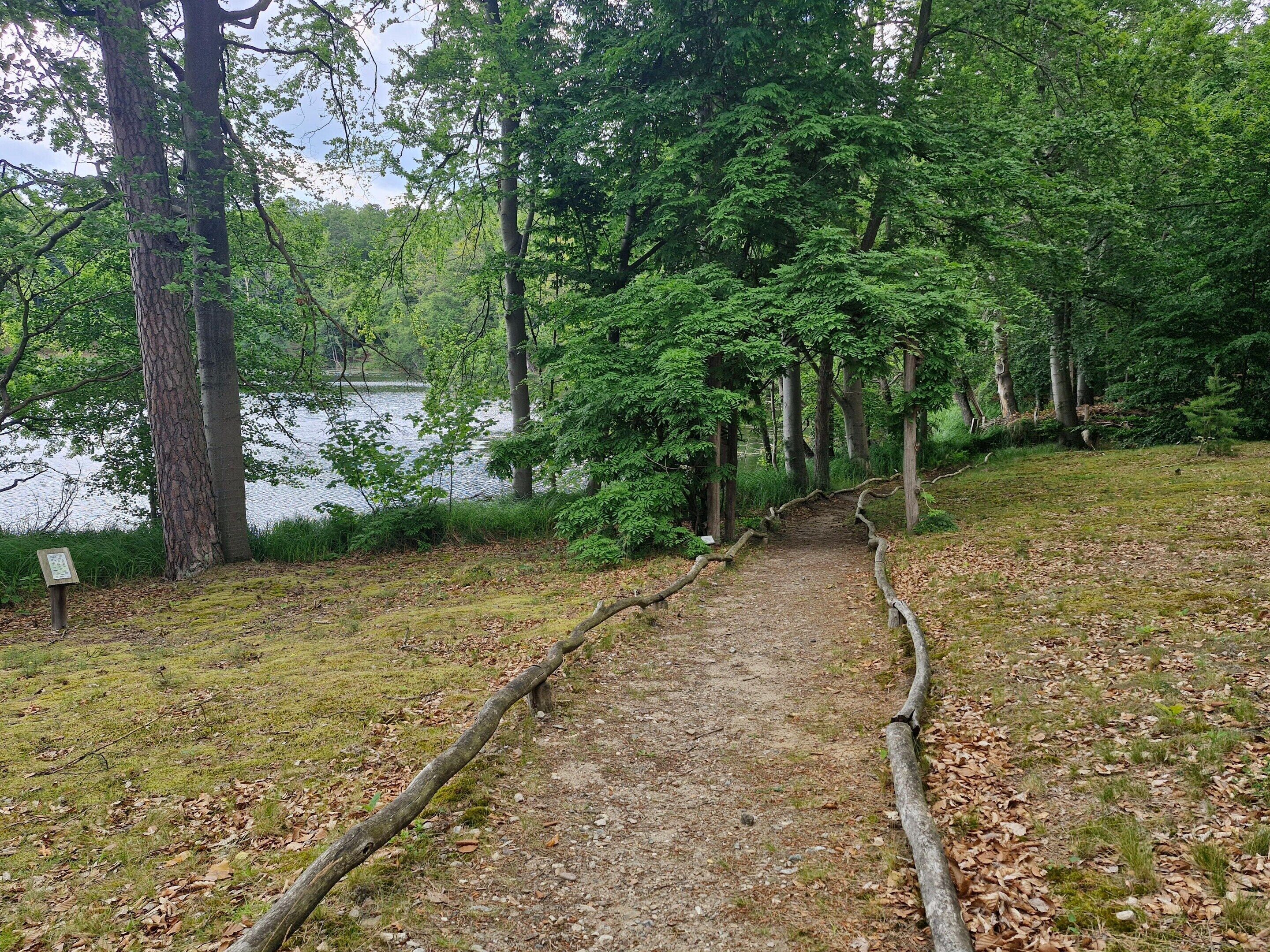 A forested area with a dirt path leading to a body of water.