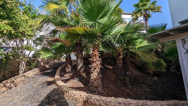 A landscaped area with palm trees and a stone pathway. - Apartment Oasis Costa Calma (Costa Calma)