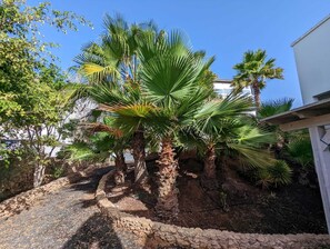 Un espace aménagé avec des palmiers et un sentier en pierre.