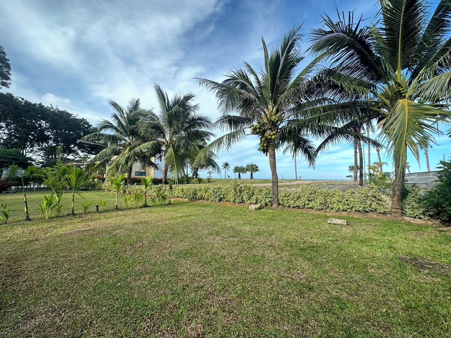 A well-maintained grassy area with palm trees and a white building in the background.