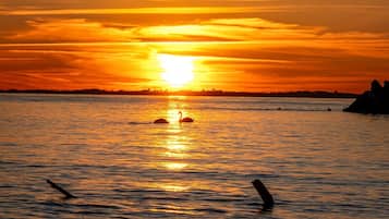 A sunset over a calm body of water with two swans swimming.